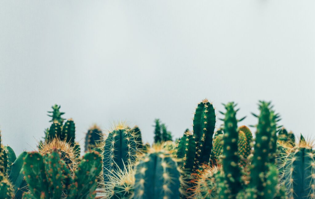 Opuntia cactus